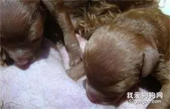 初乳：对于新生犬很重要