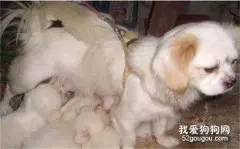 刚出生的幼犬3个喂养要点