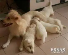 哺乳期母犬喂养要点