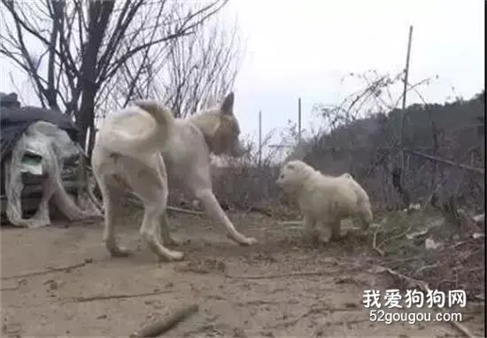 为了保护自己的宝宝，狗妈妈在极其艰难的情况下做出了这样的事！