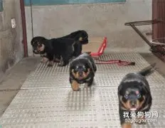 幼犬第一次进家怎么训练？