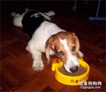 如何训练狗狗只有得到主人允许，才能进食？