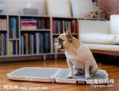 成年犬上厕所训练要点