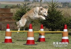 如何利用横杆训练狗狗跳跃？