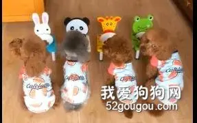 四只小贵宾不吃饭，眼神哀怨望着主人：肉呢？