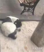 走失3年的狗狗，街头一眼认出主人后呜咽不止