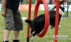 怎么训练狗狗钻圈呢？