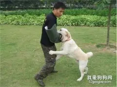 如何训练狗狗学会“扑咬”