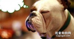 怎么训练狗狗玩嗅觉辨认游戏？