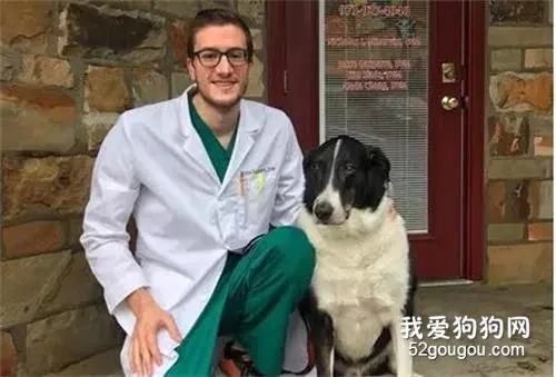 牧羊犬以为散步兴奋冲向森林，结果主人却对它连开6枪…