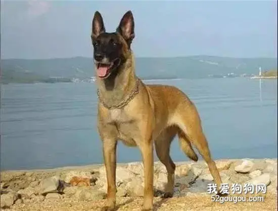 马犬——忠诚卫士，罪恶克星