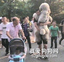 狗狗走累了非让主人抱，路人都看呆了：你家宝宝有点大啊！