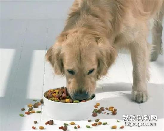 判断狗狗食量吃的是否合适的方法