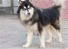 公犬什么时候开始发情？