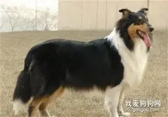 种母犬如何挑选？