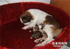 母犬助产的全流程