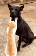 猫咪给狗砸按摩，狗：就是这力道，不要停
