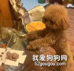 为了威慑不听话的泰迪，这一刀下去，泰迪看完反应很到位！