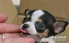 新生幼犬如何科学护理？