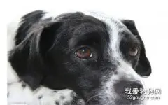 狗贫血怎么办？狗贫血的症状是什么？