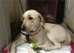 犬肾衰竭的临床症状与护理知识