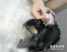 犬外耳炎如何治疗？