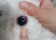 狗狗得了角膜炎怎么办？如何治疗犬角膜炎？