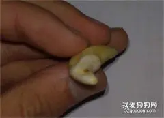 狗牙齿脱落怎么办？