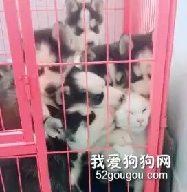 小二哈们看见猫就是一顿狂吻乱啃，求坟头草高度！