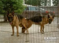 母犬不孕怎么办？母犬不孕的原因是什么？