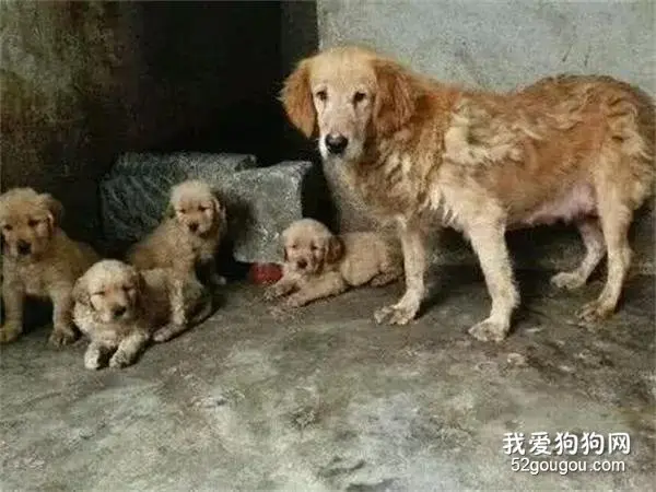 见不得光的“繁殖犬”，为啥你买的狗狗如此便宜！