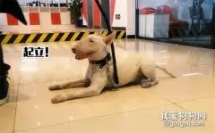 总结最难训练的10大犬种，你养了吗？