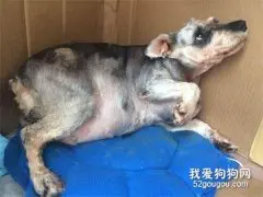 判断母犬怀孕的方法