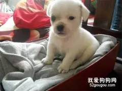 犬的秋冬季管理