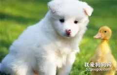 犬的发情周期