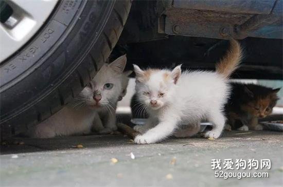 天冷了，细心网友在车引擎附近发现了一只被困的流浪小猫……