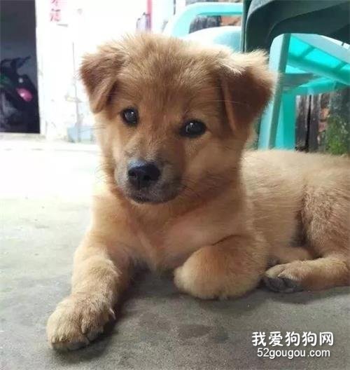 土狗被归属禁养犬，网友：“在中国，竟然不能养中华田园犬？”