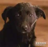 我是只中华田园犬，你还爱我吗？