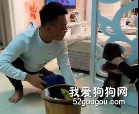 主人为了教育泰迪，他竟拿起拖鞋打自己的脸，我都被镇住了.....