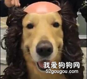 主人给大金毛理发，剪完一照镜子……狗：这是什么鬼！