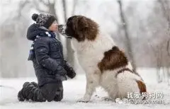 养狗的几个误区 你是否误入过