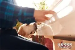 我是你的眼-导盲犬迪克和沙果