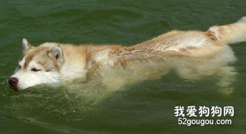 训练狗狗的游泳技能