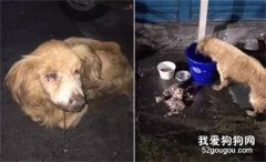 18岁眼盲老犬被遗弃，被发现时它嘴流着脓在翻垃圾……