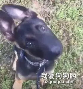 黑脸的警犬宝宝，告诉你什么叫一本正经的卖萌！