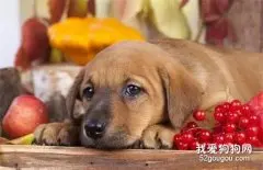 给狗狗吃这些水果，就是在谋杀！