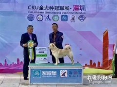 我国原生犬获CKU冠军！它的名字叫中国唐狗！