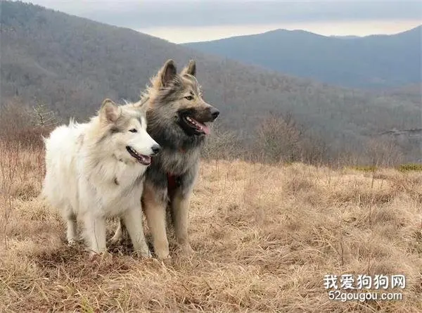 狗中侠客！被这只霸气高冷的狗子帅哭了！