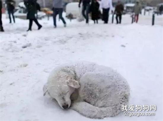 爱狗不分贫富贵贱，给流浪狗一个暖冬吧！