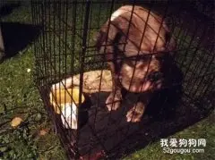 因为难产，主人将繁殖犬抛弃在公园，让它们自生自灭……